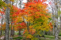 masyuen_autumn_5_0206