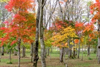 masyuen_autumn_5_0207