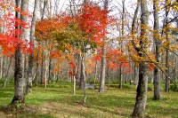 masyuen_autumn_5_0208