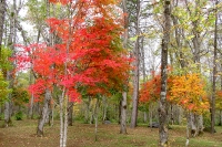 masyuen_autumn_5_0209