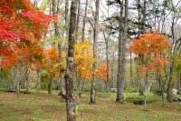 masyuen_autumn_5_0211