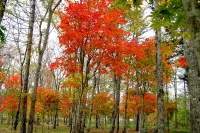masyuen_autumn_5_0214