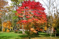 masyuen_autumn_5_0217