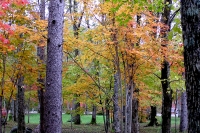 masyuen_autumn_5_0218