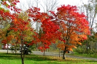 masyuen_autumn_5_0219