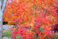 masyuen_autumn_5_0220