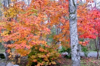 masyuen_autumn_5_0222