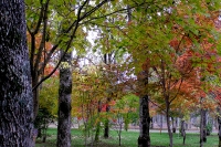 masyuen_autumn_5_0224