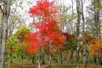 masyuen_autumn_5_0229