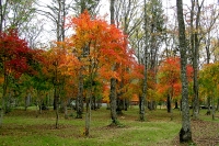 masyuen_autumn_5_0232