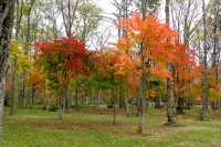 masyuen_autumn_5_0236