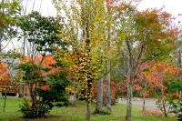 masyuen_autumn_5_0237