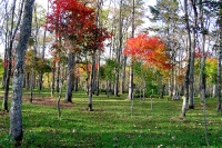 masyuen_autumn_5_0238