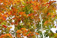 masyuen_autumn_5_0239