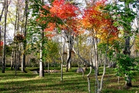masyuen_autumn_5_0241