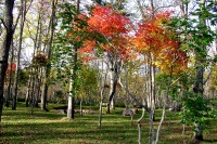 masyuen_autumn_5_0243
