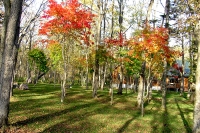 masyuen_autumn_5_0246