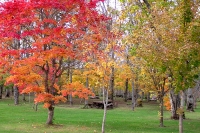 masyuen_autumn_5_0247