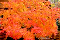 masyuen_autumn_5_0249
