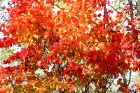masyuen_autumn_5_0250