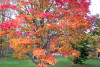 masyuen_autumn_5_0251