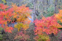masyuen_autumn_5_0252