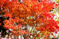 masyuen_autumn_5_0257