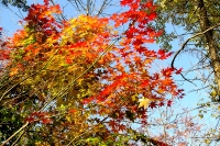 masyuen_autumn_5_0260