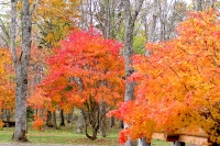 masyuen_autumn_5_0261