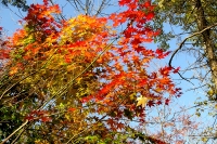 masyuen_autumn_5_0262
