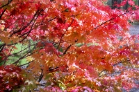 masyuen_autumn_5_0263