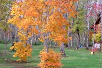 masyuen_autumn_5_0264