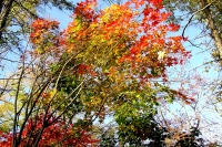 masyuen_autumn_5_0266