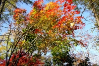 masyuen_autumn_5_0267