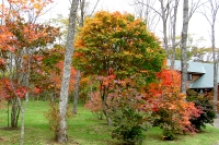 masyuen_autumn_5_0268