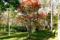 masyuen_autumn_5_0272