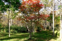 masyuen_autumn_5_0274