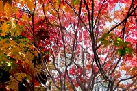 masyuen_autumn_5_0275