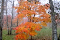 masyuen_autumn_5_0280