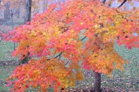 masyuen_autumn_5_0281