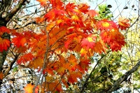 masyuen_autumn_5_0282