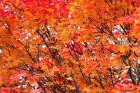 masyuen_autumn_5_0284