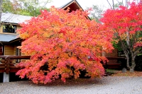 masyuen_autumn_5_0286
