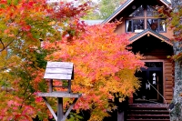 masyuen_autumn_5_0287