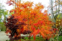 masyuen_autumn_5_0289