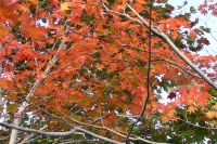masyuen_autumn_5_0293