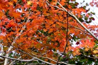 masyuen_autumn_5_0296