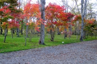 masyuen_autumn_5_0299