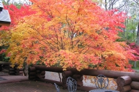 masyuen_autumn_5_0301
