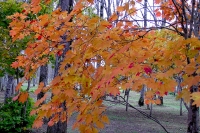 masyuen_autumn_5_0304
